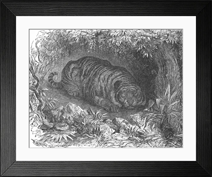 Framed Print : An After-Dinner Nap, c1900. Artist: Helena J. Maguire Framed Print : An After-Dinner Nap, c1900. Artist: Helena J. Maguire