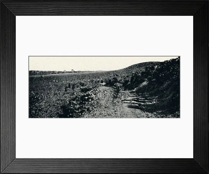 Framed Print : Cafezal, 1895. Artist: Axel Frick Framed Print : Cafezal, 1895. Artist: Axel Frick