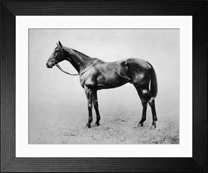 Framed Print : Swynford, 1907-1928, (1911) Framed Print : Swynford, 1907-1928, (1911)