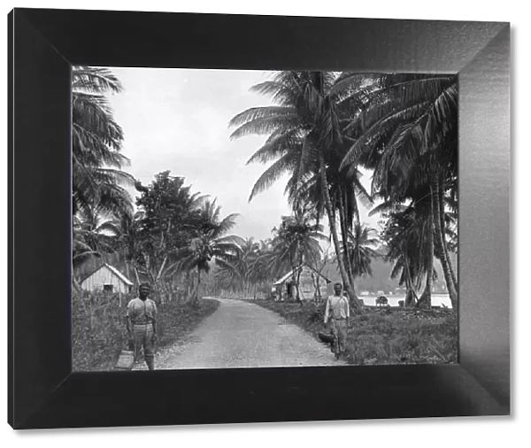 Coconut grove, Port Antonio, Jamaica, c1905. Artist: Adolphe Duperly & Son