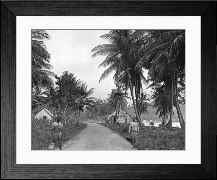 Framed Print : Coconut grove, Port Antonio, Jamaica, c1905. Artist: Adolphe Duperly & Son Framed Print : Coconut grove, Port Antonio, Jamaica, c1905. Artist: Adolphe Duperly & Son