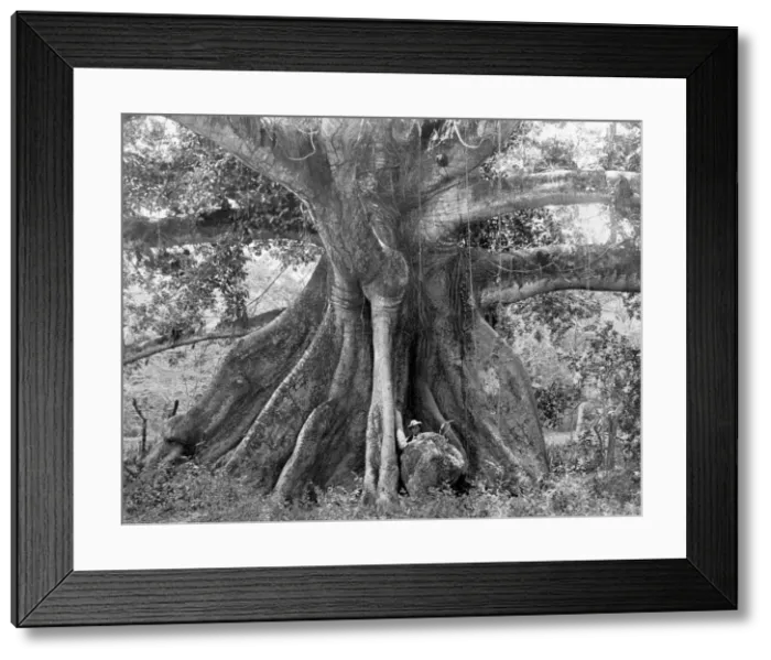 Framed Print : Tom Cringles Cotton Tree, Spanish Town Road, Jamaica, c1905. Artist: Adolphe Duperly & Son Framed Print : Tom Cringles Cotton Tree, Spanish Town Road, Jamaica, c1905. Artist: Adolphe Duperly & Son