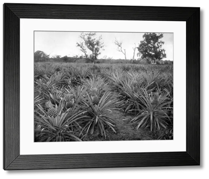 Framed Print : Pineapple grove, Jamaica, c1905. Artist: Adolphe Duperly & Son Framed Print : Pineapple grove, Jamaica, c1905. Artist: Adolphe Duperly & Son