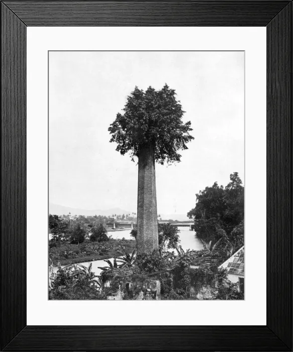 Framed Print : Tree growing out old sugar estate chimney, Jamaica, c1905. Artist: Adolphe Duperly & Son Framed Print : Tree growing out old sugar estate chimney, Jamaica, c1905. Artist: Adolphe Duperly & Son