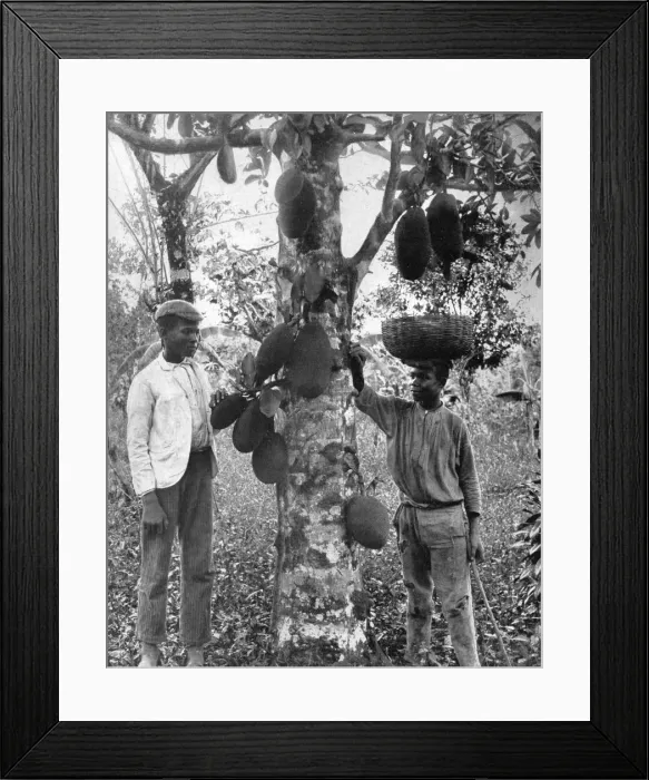 Framed Print : Jackfruit, Jamaica, c1905. Artist: Adolphe Duperly & Son Framed Print : Jackfruit, Jamaica, c1905. Artist: Adolphe Duperly & Son