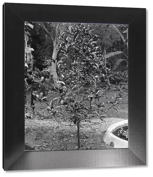 Coffee tree, Jamaica, c1905. Artist: Adolphe Duperly & Son
