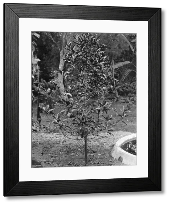 Framed Print : Coffee tree, Jamaica, c1905. Artist: Adolphe Duperly & Son Framed Print : Coffee tree, Jamaica, c1905. Artist: Adolphe Duperly & Son