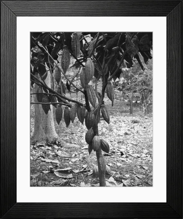 Framed Print : Cocoa tree, Jamaica, c1905. Artist: Adolphe Duperly & Son Framed Print : Cocoa tree, Jamaica, c1905. Artist: Adolphe Duperly & Son
