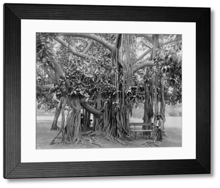 Framed Print : Banyan tree, Kingston Park, Jamaica, c1905. Artist: Adolphe Duperly & Son Framed Print : Banyan tree, Kingston Park, Jamaica, c1905. Artist: Adolphe Duperly & Son