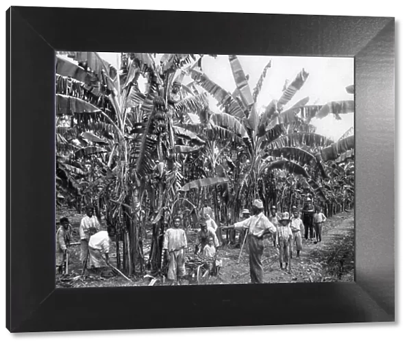 Banana plantation, Jamaica, c1905. Artist: Adolphe Duperly & Son