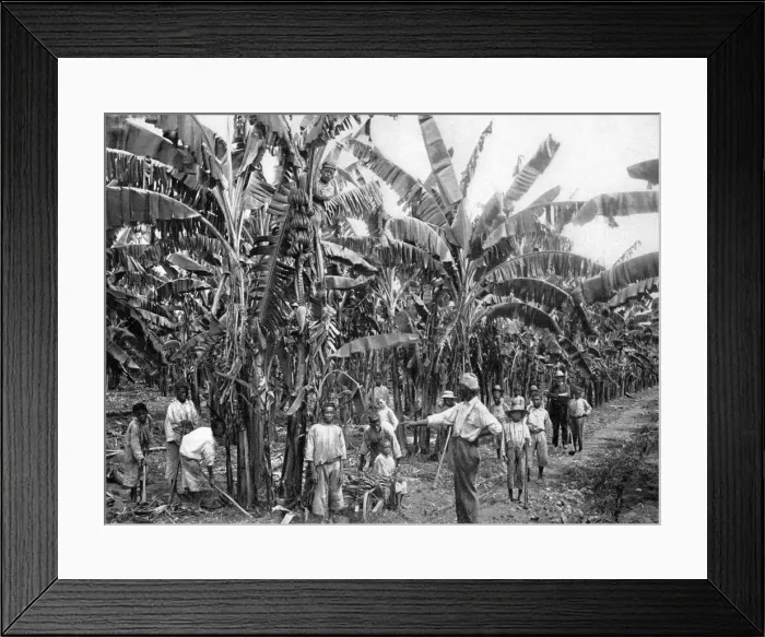 Framed Print : Banana plantation, Jamaica, c1905. Artist: Adolphe Duperly & Son Framed Print : Banana plantation, Jamaica, c1905. Artist: Adolphe Duperly & Son