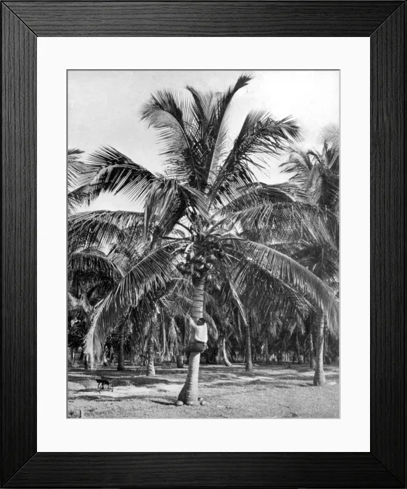 Framed Print : Picking coconuts, Jamaica, c1905. Artist: Adolphe Duperly & Son Framed Print : Picking coconuts, Jamaica, c1905. Artist: Adolphe Duperly & Son