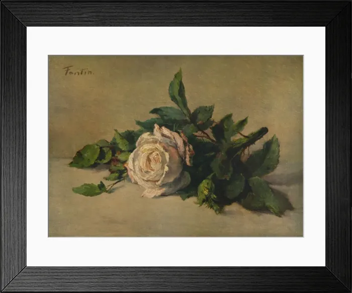Framed Print : White Rose, c1863, (1938). Artist: Henri Fantin-Latour Framed Print : White Rose, c1863, (1938). Artist: Henri Fantin-Latour
