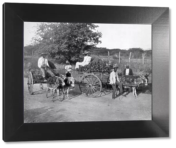 Wood carts, Jamaica, c1905. Artist: Adolphe Duperly & Son