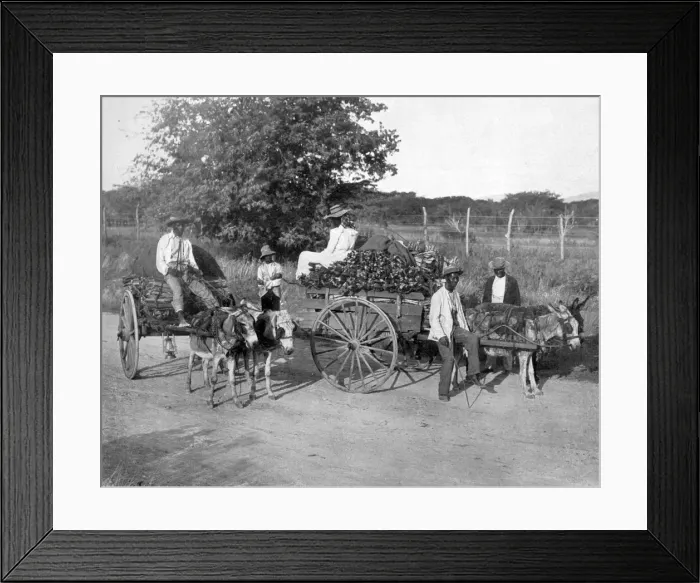 Framed Print : Wood carts, Jamaica, c1905. Artist: Adolphe Duperly & Son Framed Print : Wood carts, Jamaica, c1905. Artist: Adolphe Duperly & Son