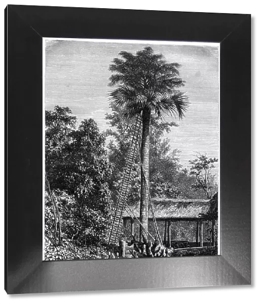 Latanier palm, Andaman Islands, 19th century. Artist: A de Bar