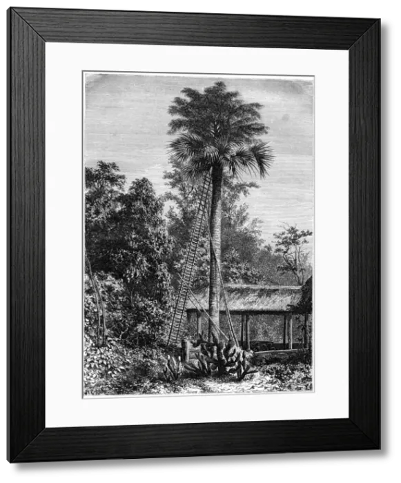 Framed Print : Latanier palm, Andaman Islands, 19th century. Artist: A de Bar Framed Print : Latanier palm, Andaman Islands, 19th century. Artist: A de Bar