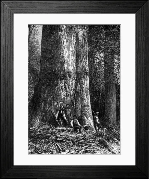 Framed Print : Giant eucalyptus, Australia, 1886. Artist: Taylor Framed Print : Giant eucalyptus, Australia, 1886. Artist: Taylor