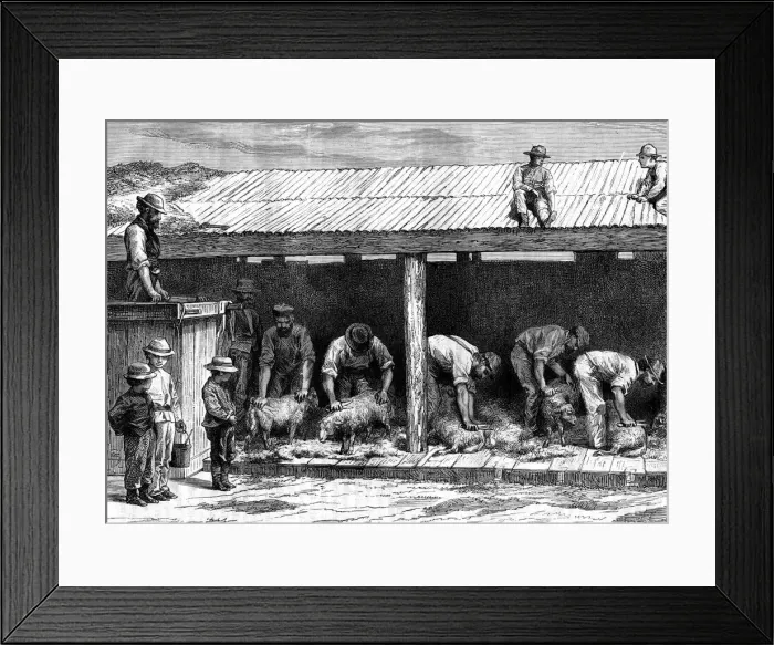 Framed Print : Sheep shearing, Australia, 1886. Artist: A Sirouy Framed Print : Sheep shearing, Australia, 1886. Artist: A Sirouy