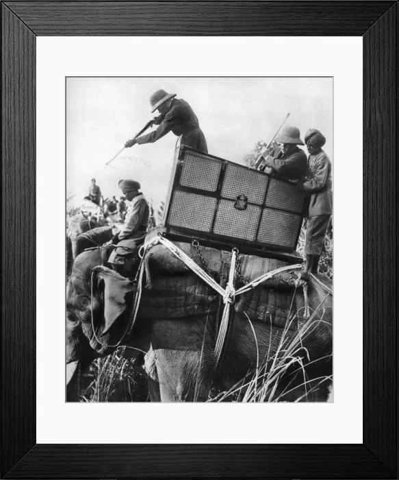 Framed Print : George V shooting tigers, India, 1911, (1935) Framed Print : George V shooting tigers, India, 1911, (1935)