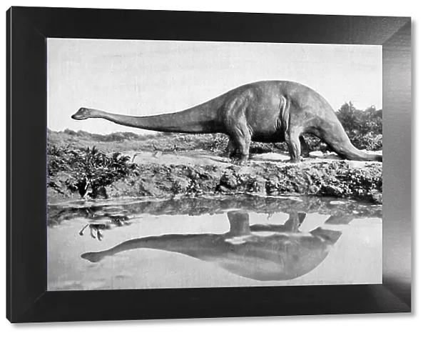 A diplodocus, 20th century