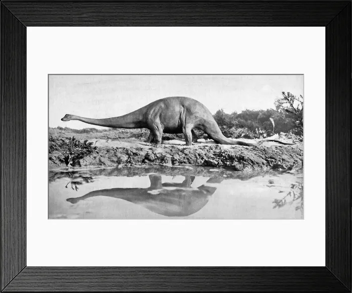 Framed Print : A diplodocus, 20th century Framed Print : A diplodocus, 20th century