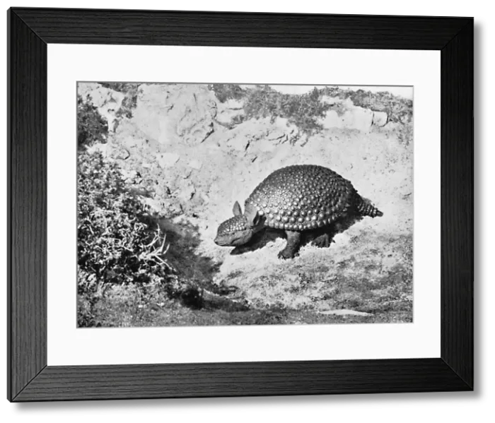 Framed Print : A glyptodon, 20th century