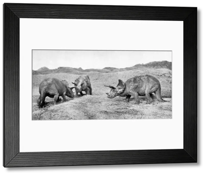 Framed Print : A group of triceratops, 20th century Framed Print : A group of triceratops, 20th century