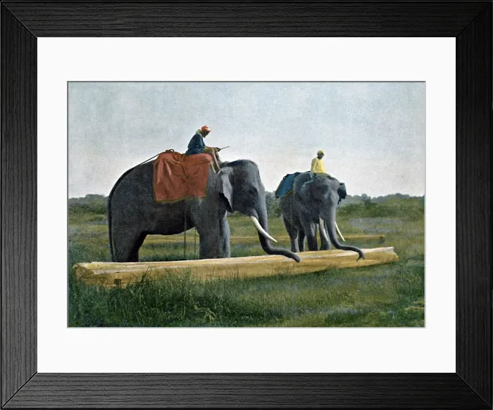 Framed Print : Elephants moving a log, Ceylon, c1890. Artist: Gillot Framed Print : Elephants moving a log, Ceylon, c1890. Artist: Gillot