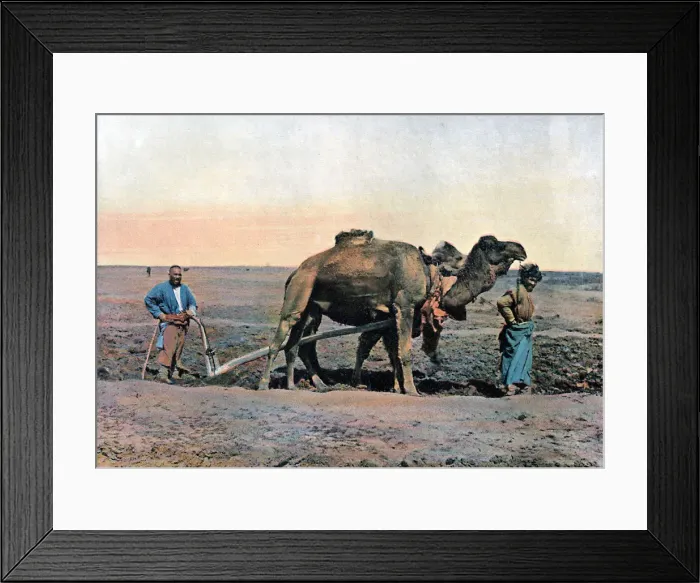 Framed Print : Farm labourers ploughing with a camel, Caucasus, c1890. Artist: Gillot Framed Print : Farm labourers ploughing with a camel, Caucasus, c1890. Artist: Gillot