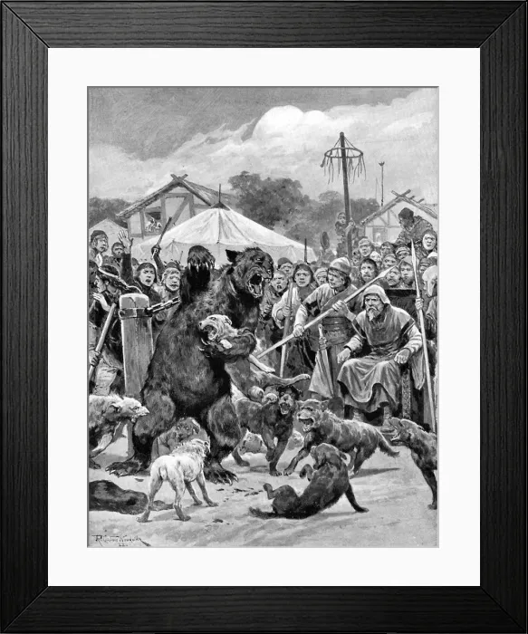 Framed Print : Bear-baiting in Saxon times, (c1920). Artist: Richard Caton Woodville II Framed Print : Bear-baiting in Saxon times, (c1920). Artist: Richard Caton Woodville II
