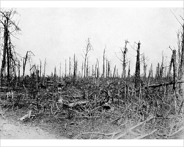 A wood in the Somme area, France, 1916, (c1920)