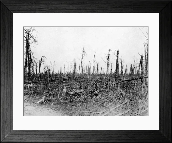 Framed Print : A wood in the Somme area, France, 1916, (c1920) Framed Print : A wood in the Somme area, France, 1916, (c1920)