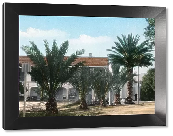 Palm trees, Hammam Meskoutine, Algeria
