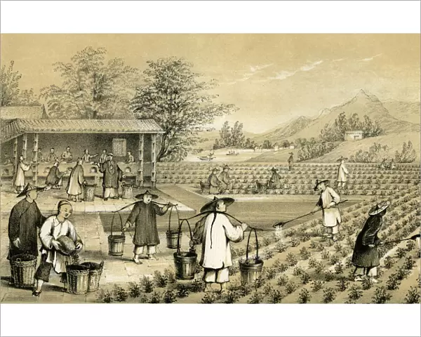 Culture and preparation of tea, China, 1847. Artist: E Gilks