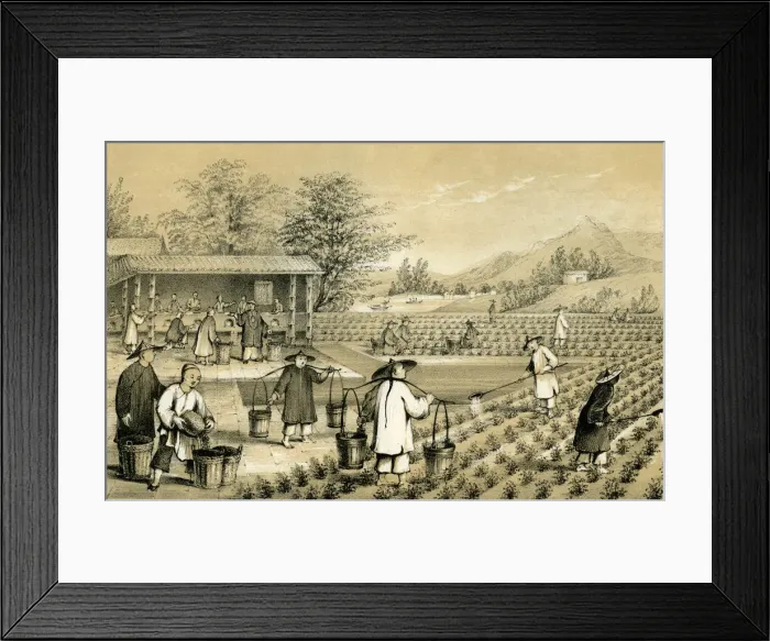 Framed Print : Culture and preparation of tea, China, 1847. Artist: E Gilks Framed Print : Culture and preparation of tea, China, 1847. Artist: E Gilks