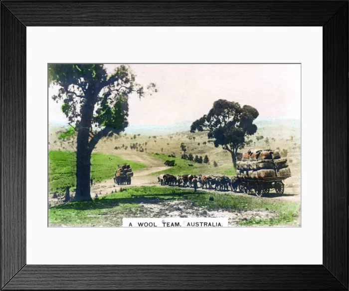Framed Print : A wool team, Australia, c1920s. Artist: Cavenders Ltd Framed Print : A wool team, Australia, c1920s. Artist: Cavenders Ltd