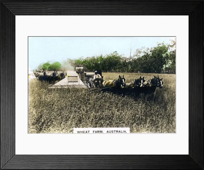 Framed Print : Grenfell wheat farm, Australia, c1920s. Artist: Cavenders Ltd Framed Print : Grenfell wheat farm, Australia, c1920s. Artist: Cavenders Ltd