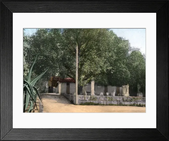 Framed Print : Terebinth tree, Hammam Meskoutine, Algeria Framed Print : Terebinth tree, Hammam Meskoutine, Algeria