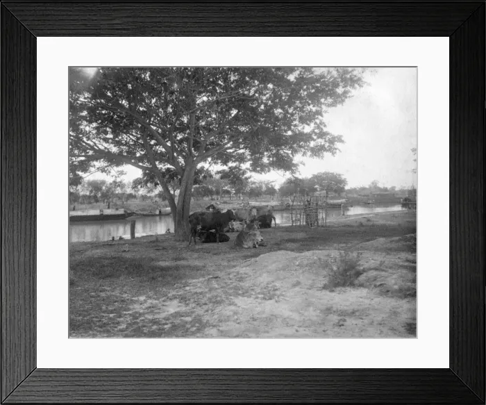 Framed Print : Cattle, Alipore, India, 1905-1906. Artist: FL Peters Framed Print : Cattle, Alipore, India, 1905-1906. Artist: FL Peters
