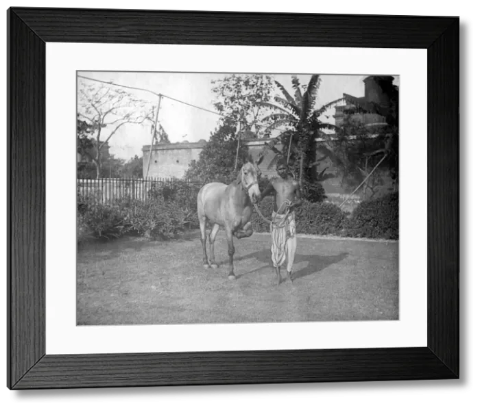 Framed Print : Man with a horse, Alipore, India, 1905-1906. Artist: FL Peters Framed Print : Man with a horse, Alipore, India, 1905-1906. Artist: FL Peters