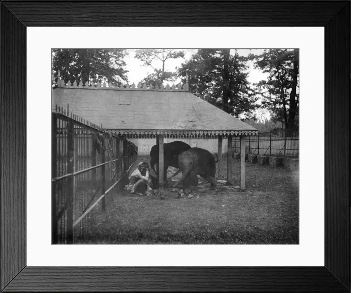 Framed Print : Elephants, Alipore, India, 1905-1906. Artist: FL Peters Framed Print : Elephants, Alipore, India, 1905-1906. Artist: FL Peters