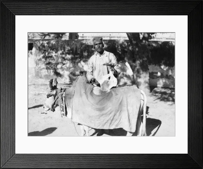 Framed Print : Man with a deformed cow, India, 1916-1917 Framed Print : Man with a deformed cow, India, 1916-1917