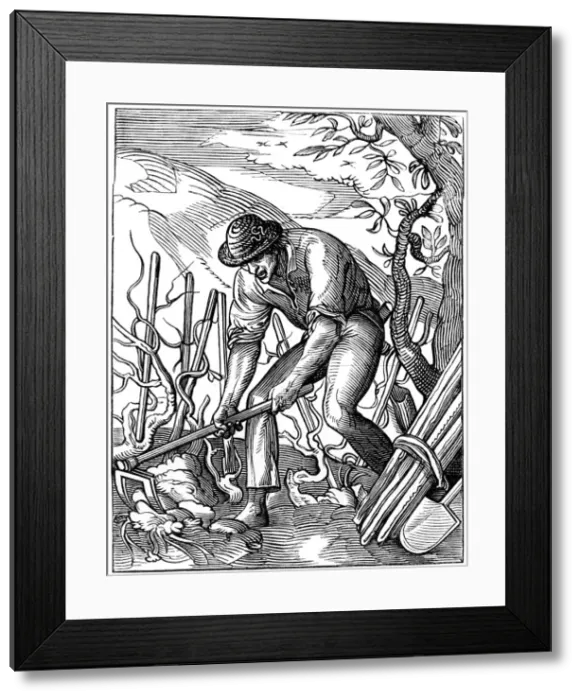 Framed Print : Winemaker, 16th century (1849). Artist: Jost Amman Framed Print : Winemaker, 16th century (1849). Artist: Jost Amman