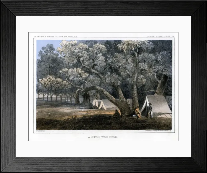 Framed Print : A Cotton Wood Grove, 1856. Artist: John Mix Stanley Framed Print : A Cotton Wood Grove, 1856. Artist: John Mix Stanley
