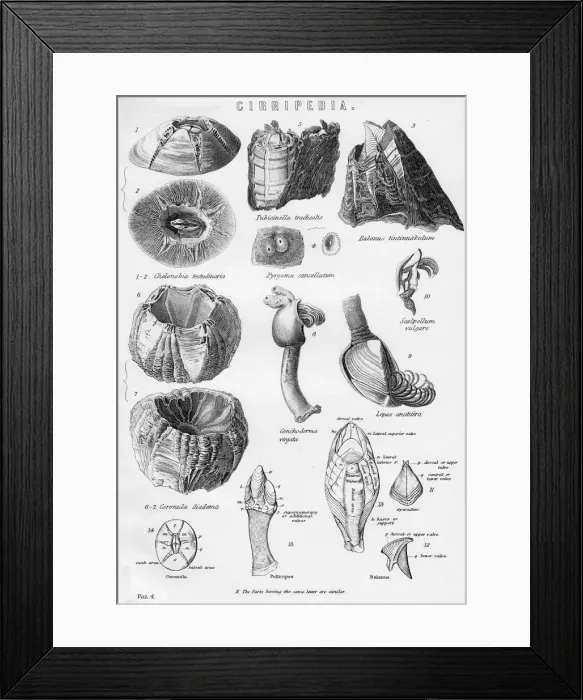 Framed Print : Cirripedia, 19th century