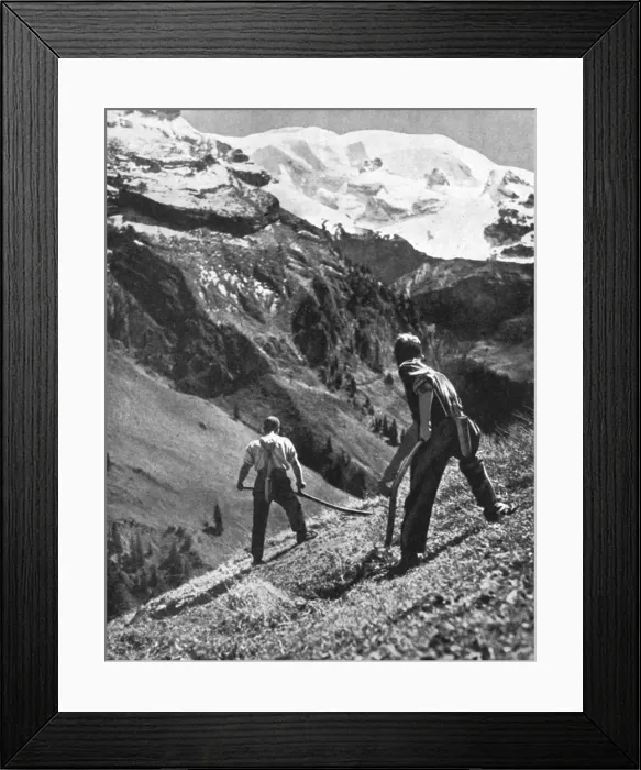 Framed Print : Peasant farmers haymaking at the glacier foot, Switzerland. 1936. Artist: F Hutzli Framed Print : Peasant farmers haymaking at the glacier foot, Switzerland. 1936. Artist: F Hutzli