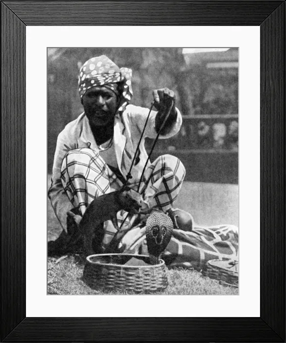 Framed Print : Indian snake charmer with mongoose and cobra, 1936. Artist: Fox Framed Print : Indian snake charmer with mongoose and cobra, 1936. Artist: Fox