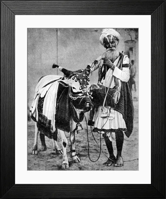 Framed Print : Hindu cow with sacred cow, India, 1936 Framed Print : Hindu cow with sacred cow, India, 1936