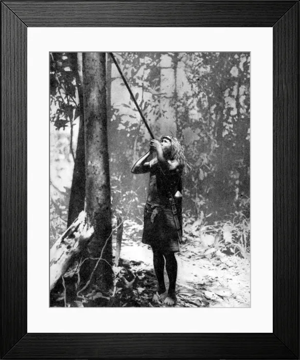 Framed Print : Pygmy tree dweller using a blow-gun, Malaya, 1936. Artist: Malayan Information Agency Framed Print : Pygmy tree dweller using a blow-gun, Malaya, 1936. Artist: Malayan Information Agency
